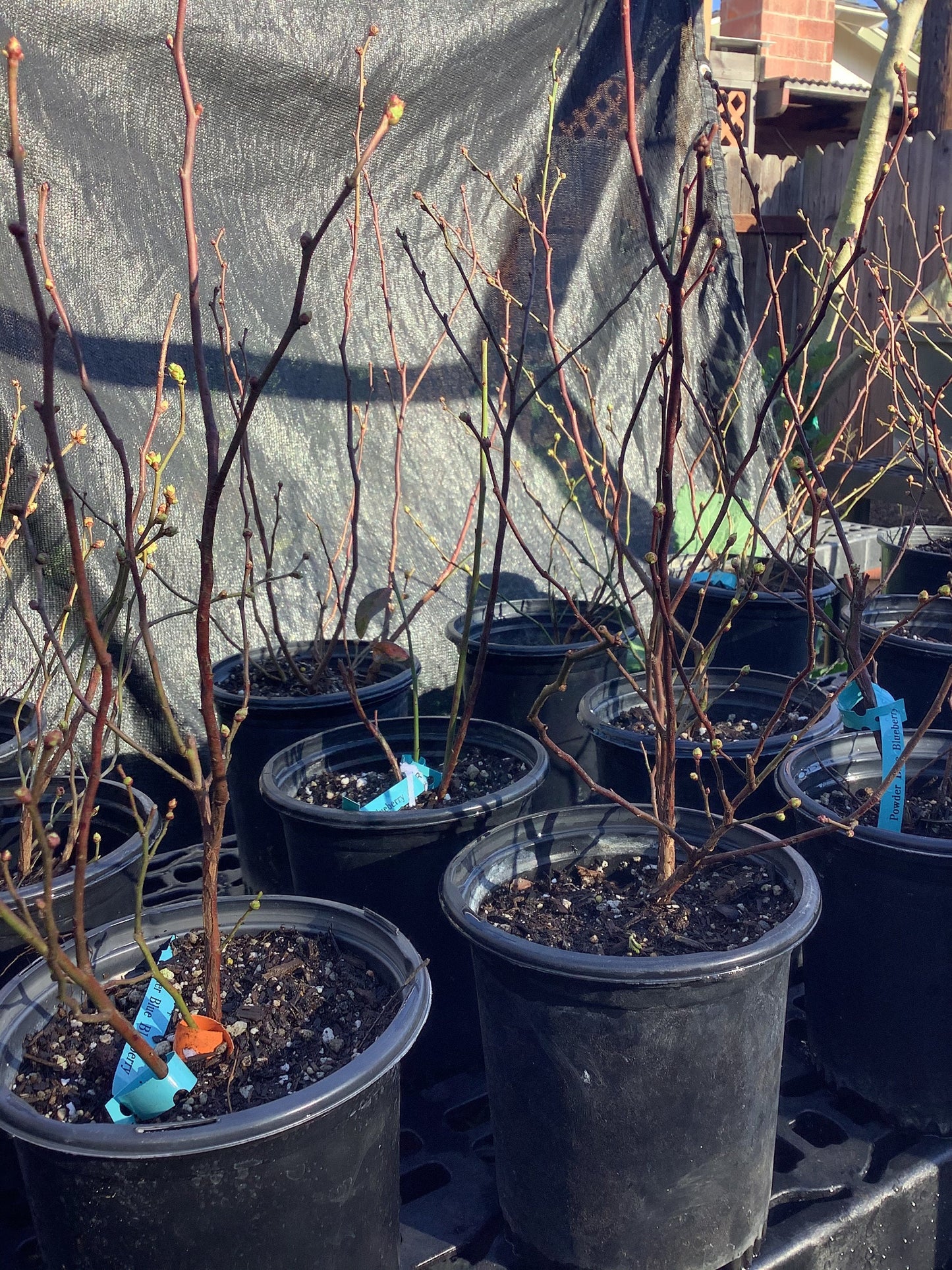 Powder Blue Blueberry Bush Large 5 Gallon Size Healtny Harvesters