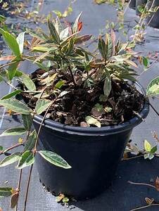 Asian Star Jasmine Trachelospermum asiaticum Plant