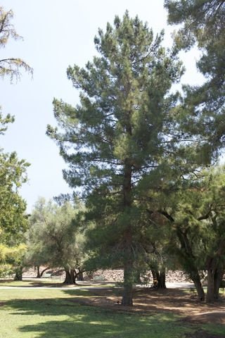 Afghan Pine Tree