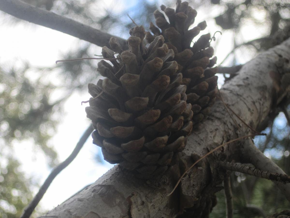 Afghan Pine Tree Pinus eldarica