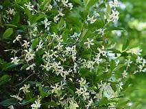 Asian Star Jasmine Trachelospermum asiaticum Plant Healthy Harvesters