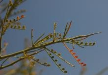 Foothills Palo Verde Tree Cercidium microphyllum