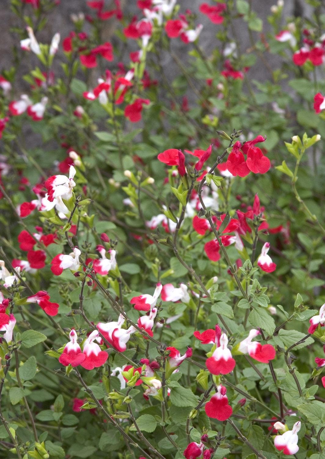 Hot Lips Sage Salvia microphylla 'Hot Lips' Plant Large 5 Gallon Size