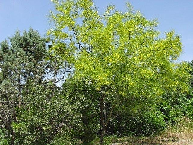 Mexican Palo Verde-Parkinsonia aculeata Tree