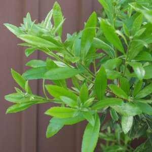 Pacific Wax Myrtle Leaves