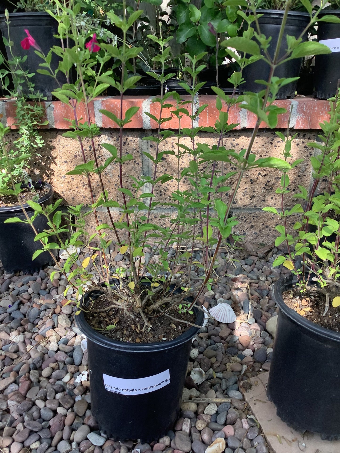 Salvia (microphylla x greggii)  Heatwave™ Blaze Sage