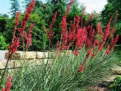 Red Yucca Plant Hesperaloe parviflora One Gallon