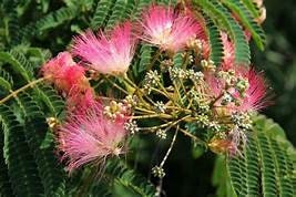 Silk Mimosa Tree Albizia julibrissin Healtny Harvesters