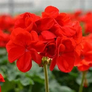 Red Geranium Plant Healtny Harvesters