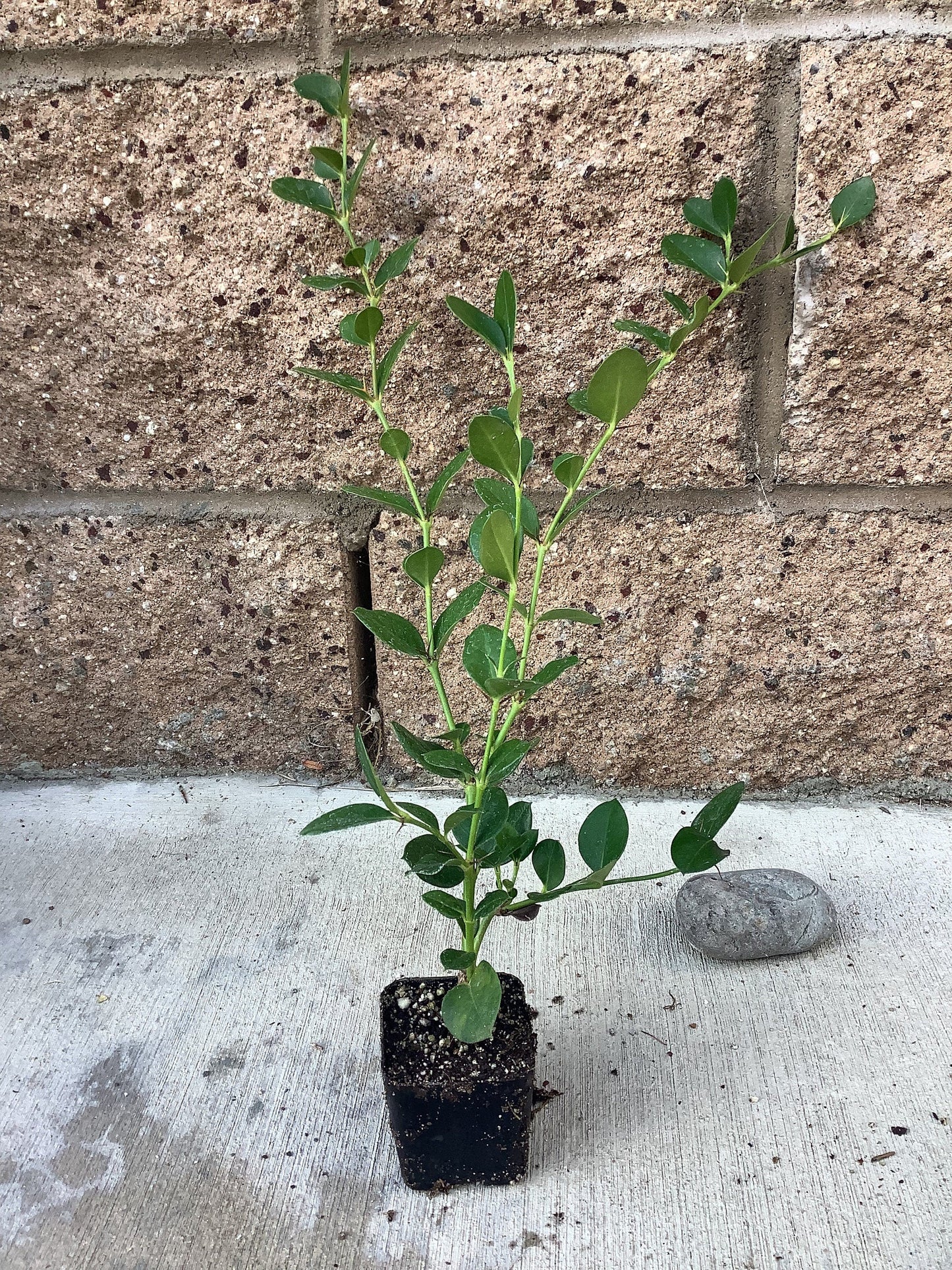 Carissa macrocarpa 'Boxwood Beauty Natal Plum Plant One Gallon Size