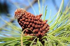 One Canary Island Pine Tree Pinus canariensis One Gallon Size Healthy Harvesters