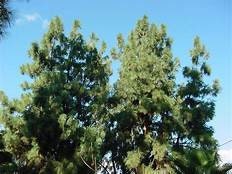 One Canary Island Pine Tree Pinus canariensis One Gallon Size