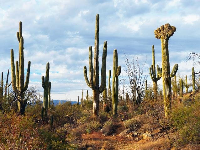 50 Saguaro Giant Cactus  Seeds