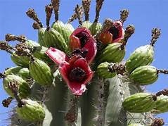 50 Saguaro Giant Cactus  Seeds