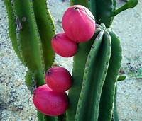 Peruvian Apple Cactus Cutting 14” to 16”