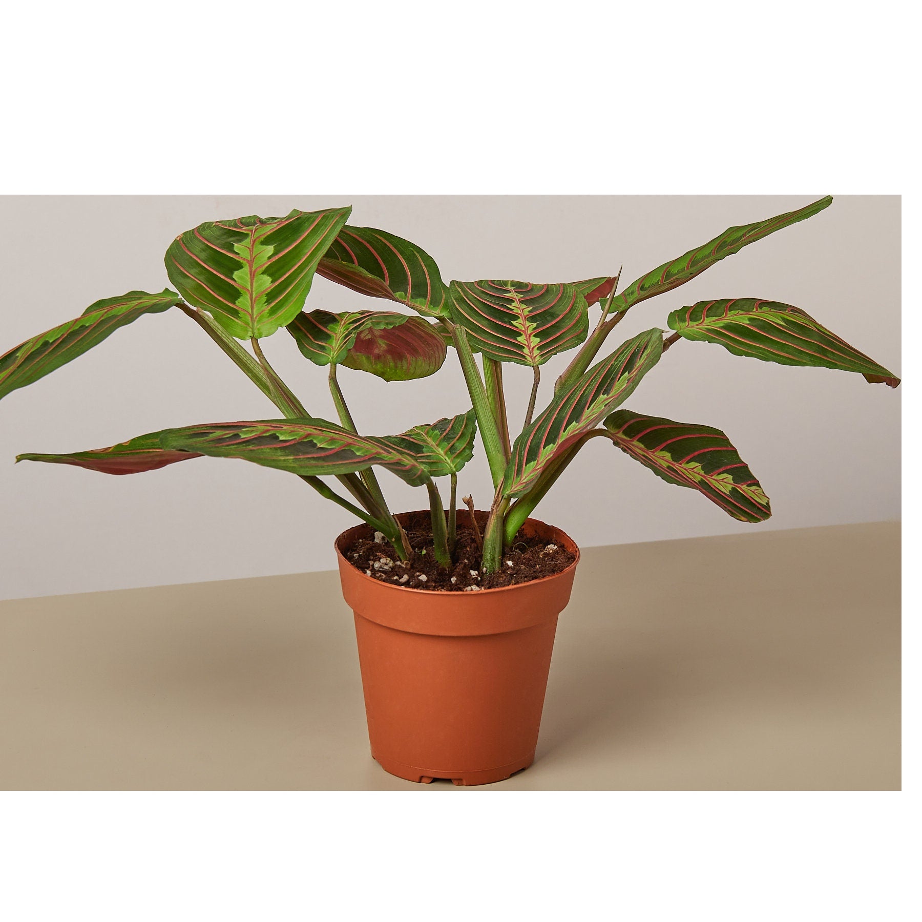 Red Maranta Prayer Plant Healtny Harvesters