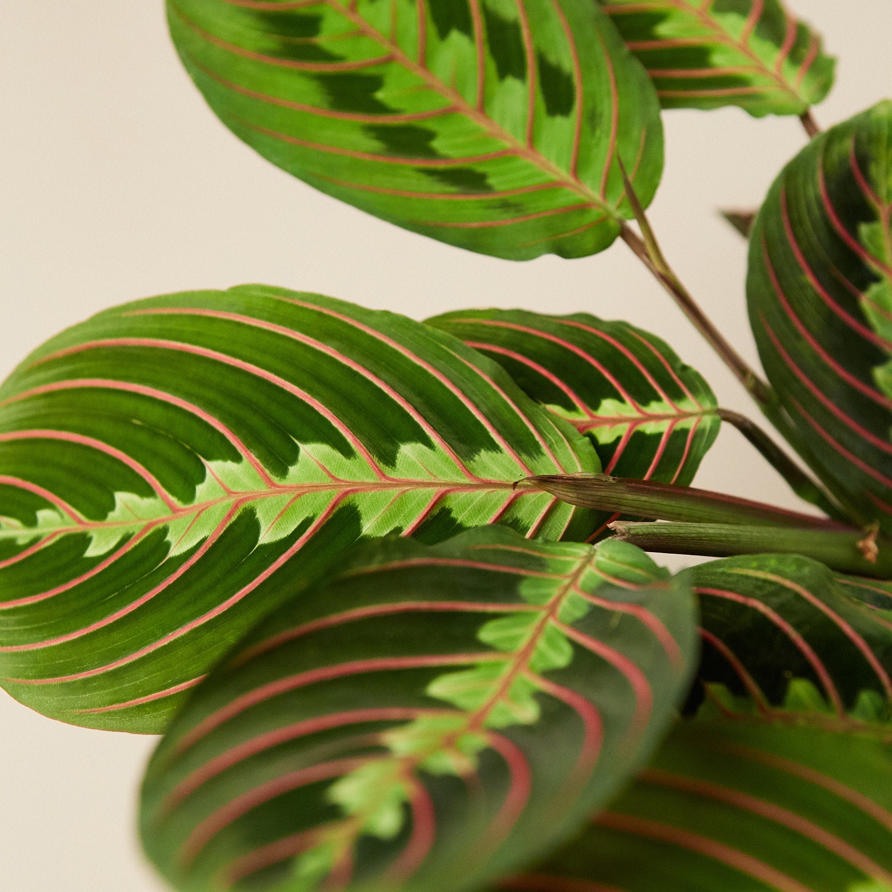 Red Maranta Prayer Plant Healtny Harvesters