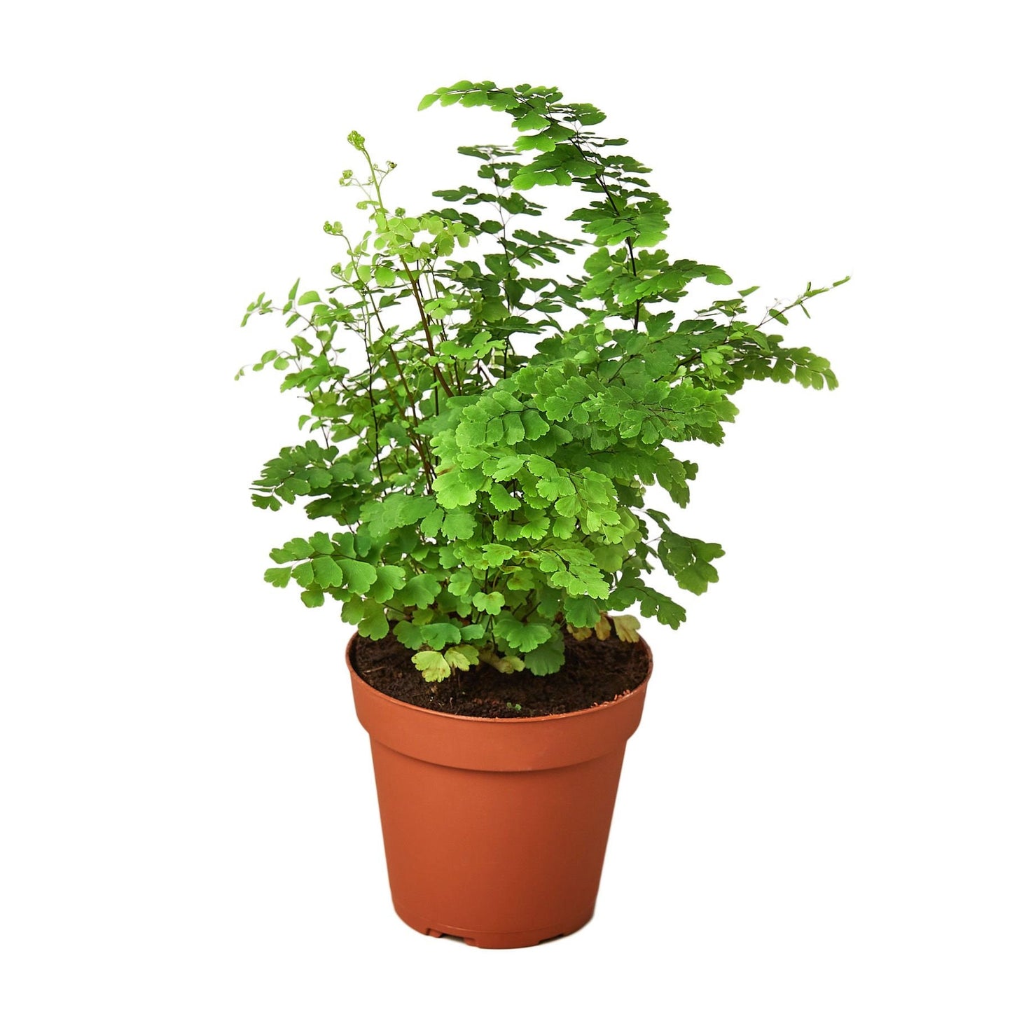 Maidenhair Fern Plant Healthy Harvesters