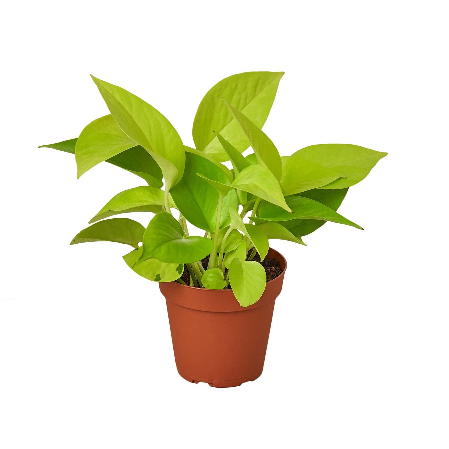 Neon Pothos Indoor Vining Plant Healtny Harvesters