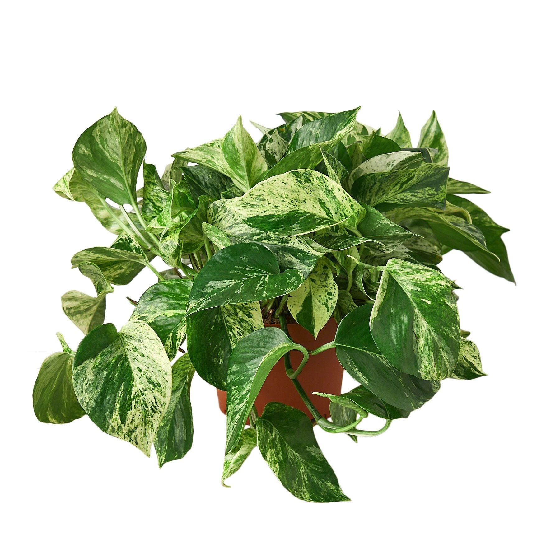 Snow Queen Pothos Indoor Plant Healtny Harvesters