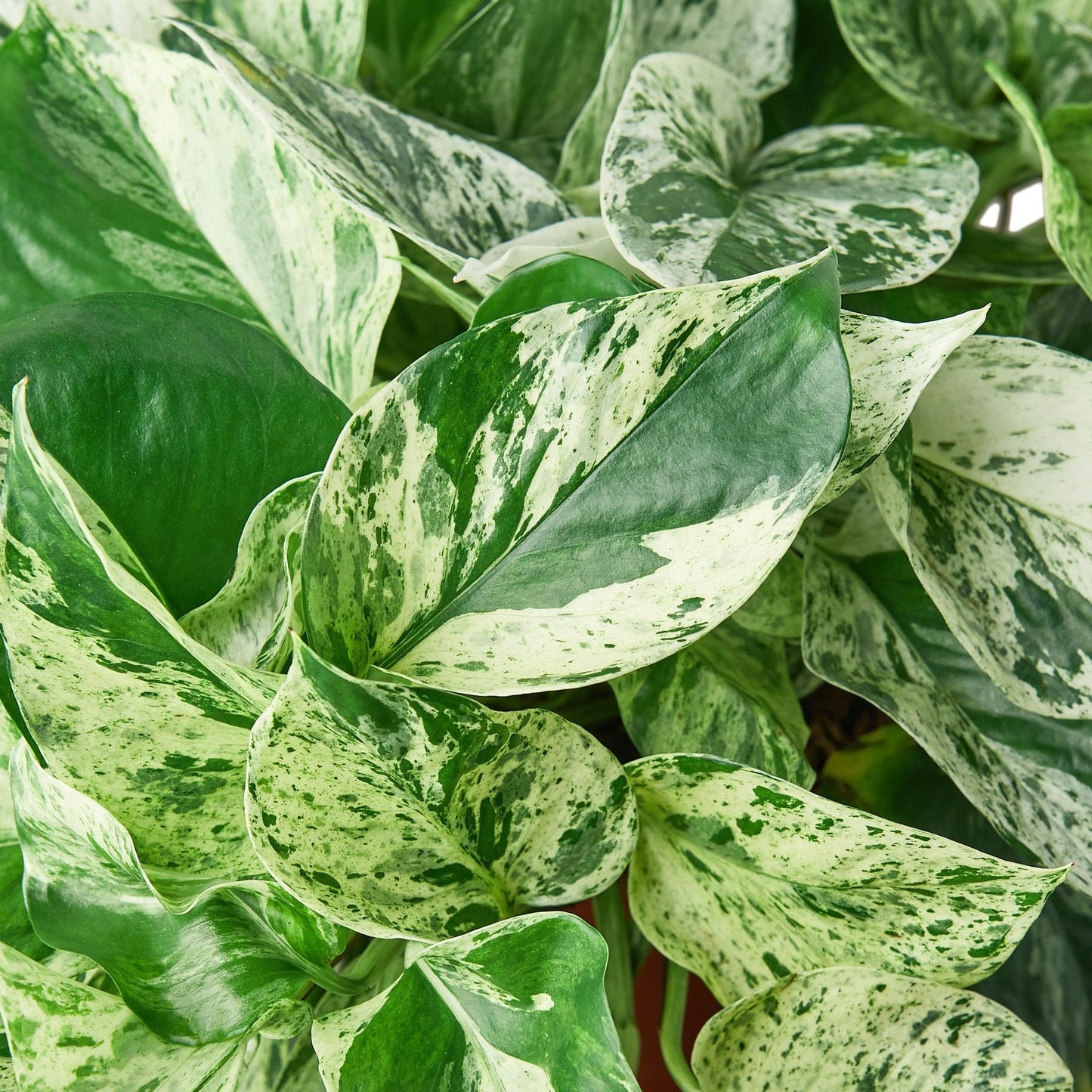 Snow Queen Pothos Indoor Plant Healtny Harvesters