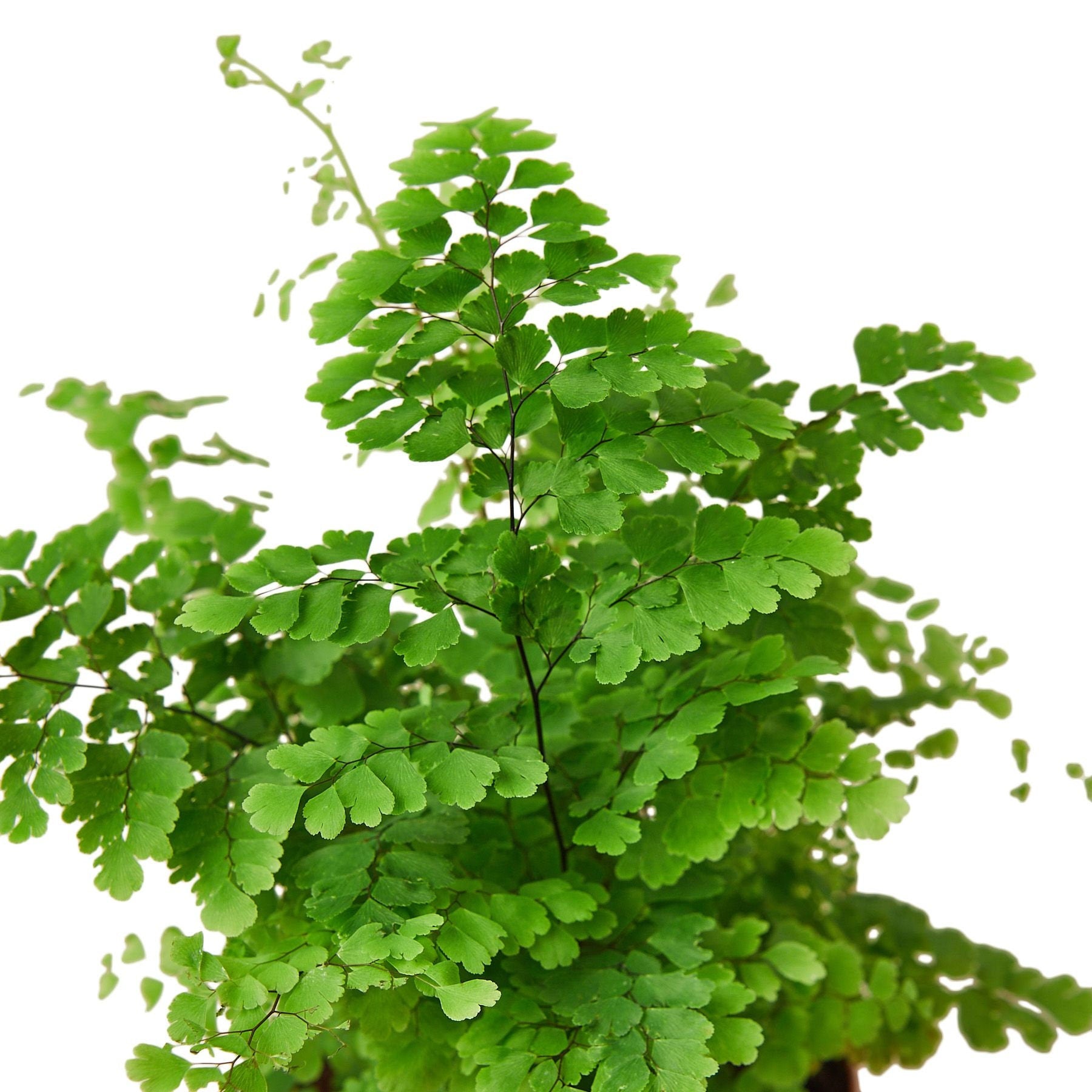 Maidenhair Fern Plant Healthy Harvesters