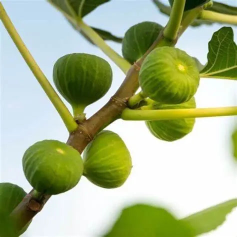 2  Strawberry Verte Fig Cuttings Healthy Harvesters