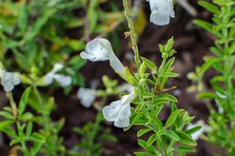 Autumn Sage White Salvia greggii Plant Healthy Harvesters