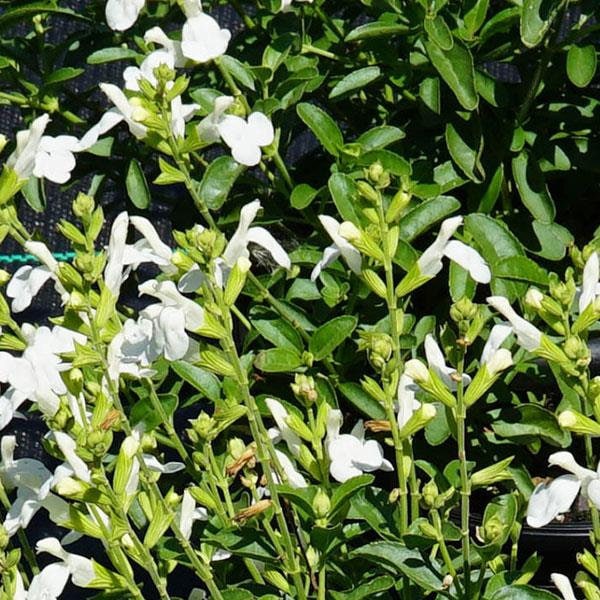 Autumn Sage White Salvia greggii Plant