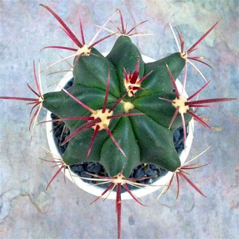 Ferocactus Gracilis - Fire Barrel Cactus Plant Rooted Healthy Harvesters