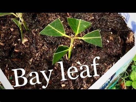 10 Bay Leaf Laurus nobilis Bay Laurel, Sweet Bay Cuttings
