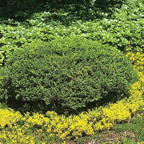 Green Beauty Boxwood Buxus microphylla var. japonica 'Green Beauty'