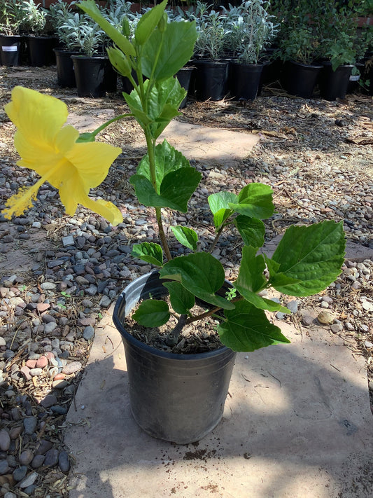 Tropical Yellow Flower Hibiscus  Plant Healtny Harvesters