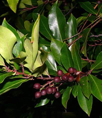Carolina Cherry Laurel Plant  Prunus caroliniana