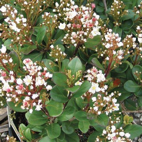 Indian Hawthorn Tree  Rhaphiolepis 'Majestic Beauty' Healtny Harvesters