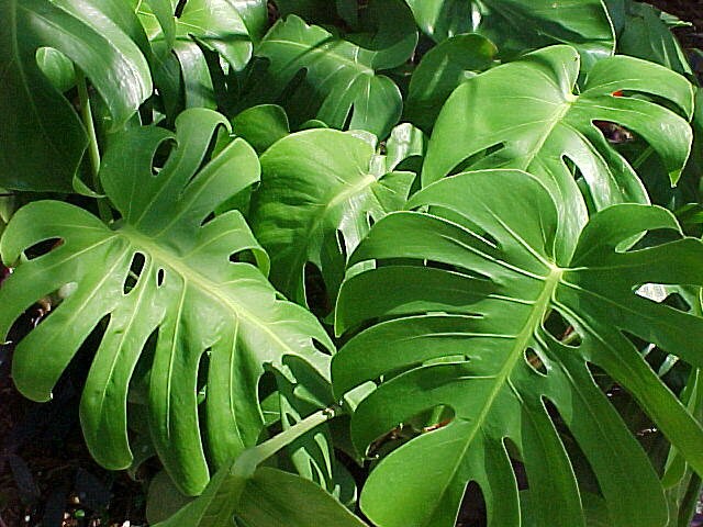 Monstera Deliciosa Swiss Cheese Plant Large 5 Gallon Container Healthy Harvesters