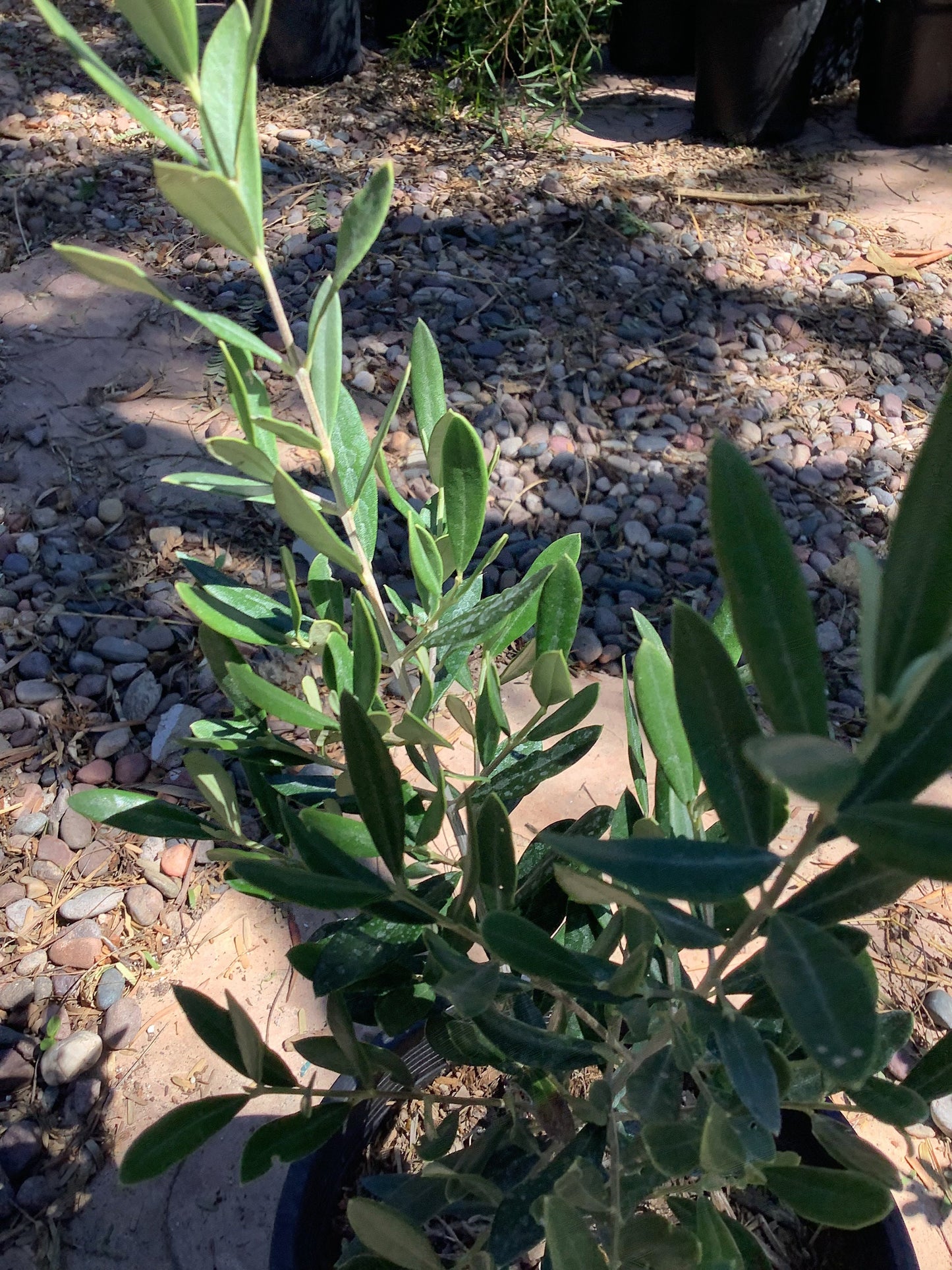 Fruitless Olive Tree One Gallon Size