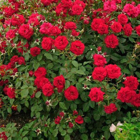 Red Floribunda Rose 'Showbiz' Plant Large 5 Gallon