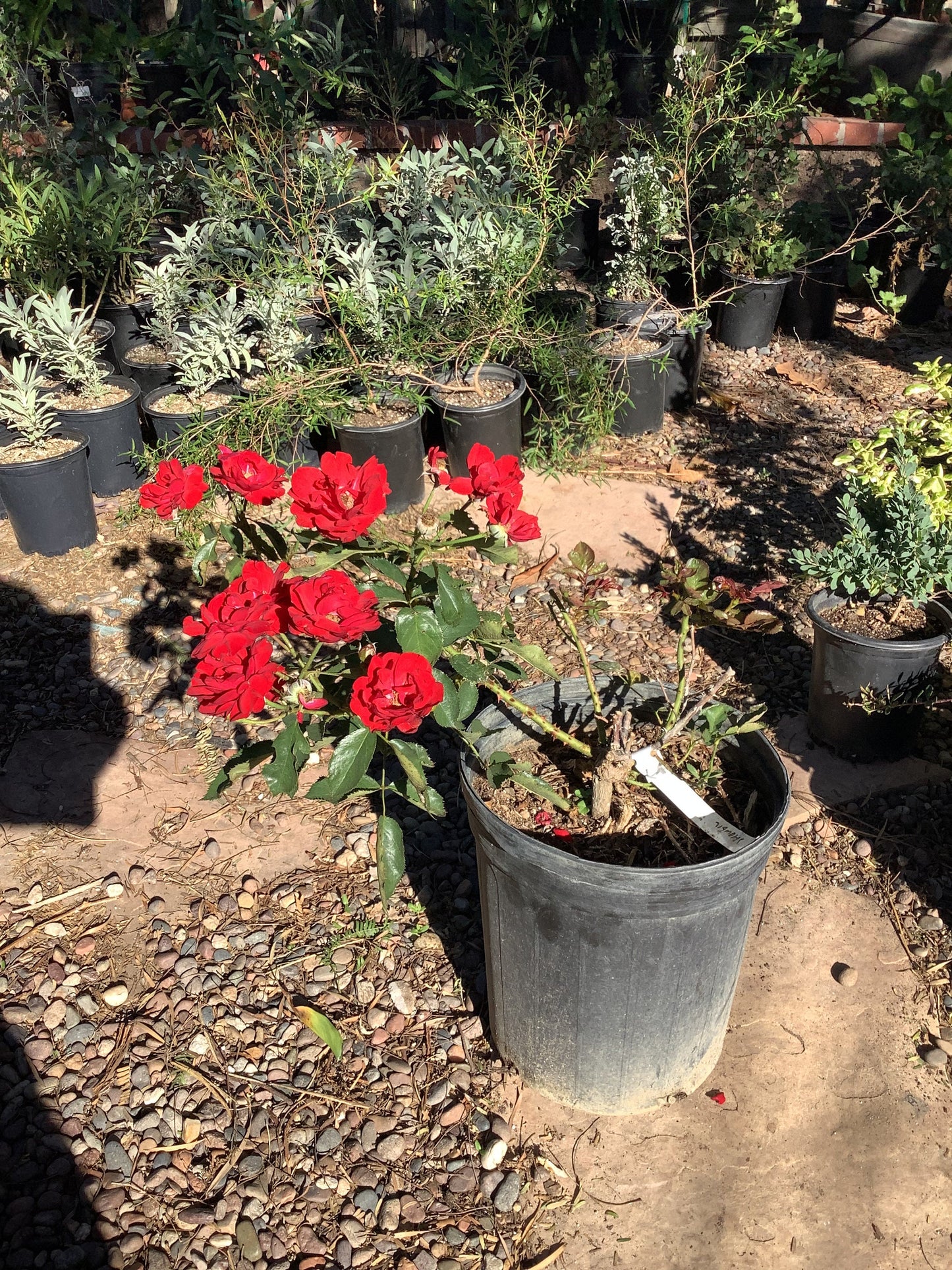Red Floribunda Rose 'Showbiz' Plant Large 5 Gallon