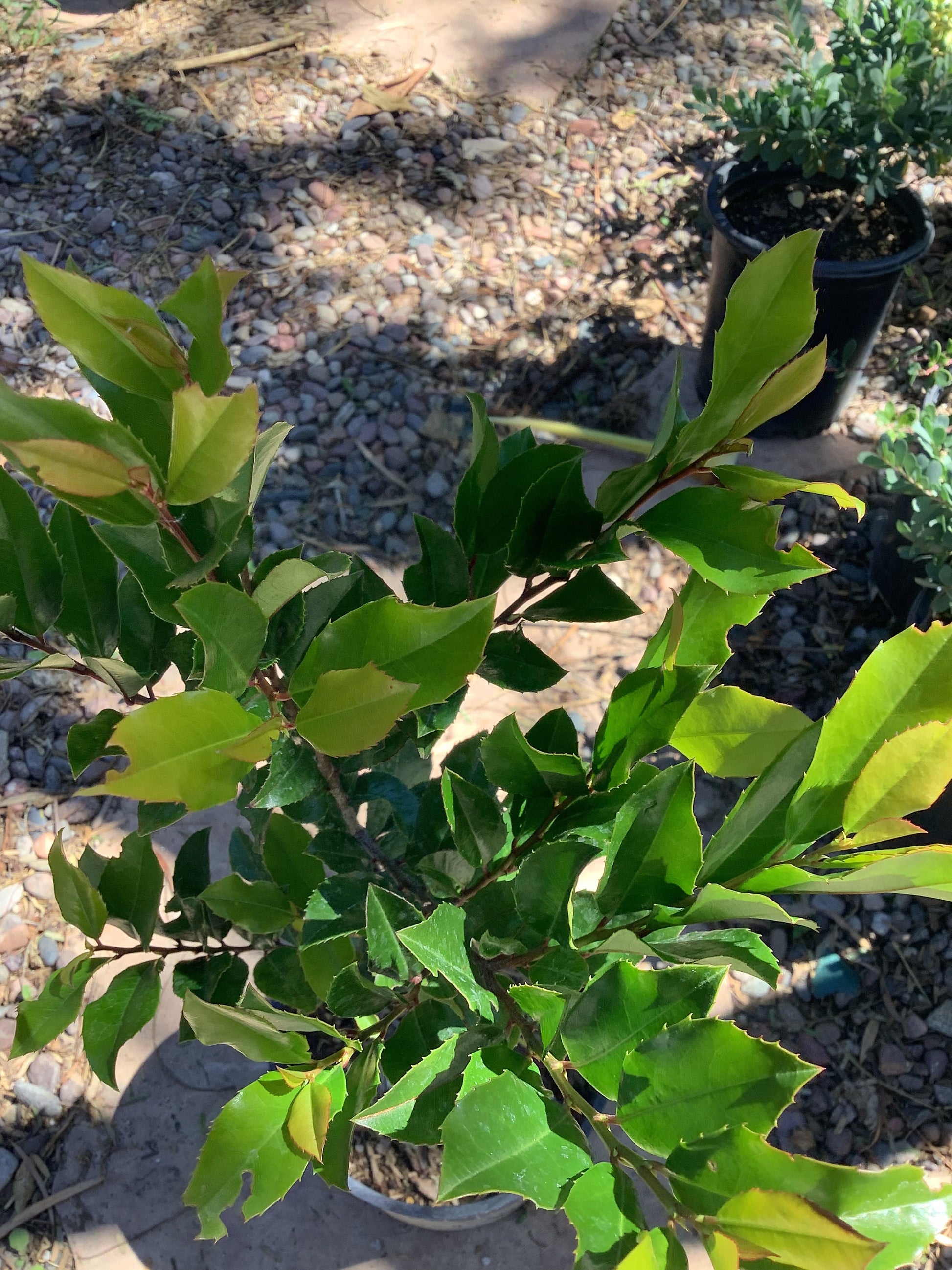 One Purple Crape Myrtle Lagerstromia indica ‘Catawba’ Tree One Gallon Size Healtny Harvesters