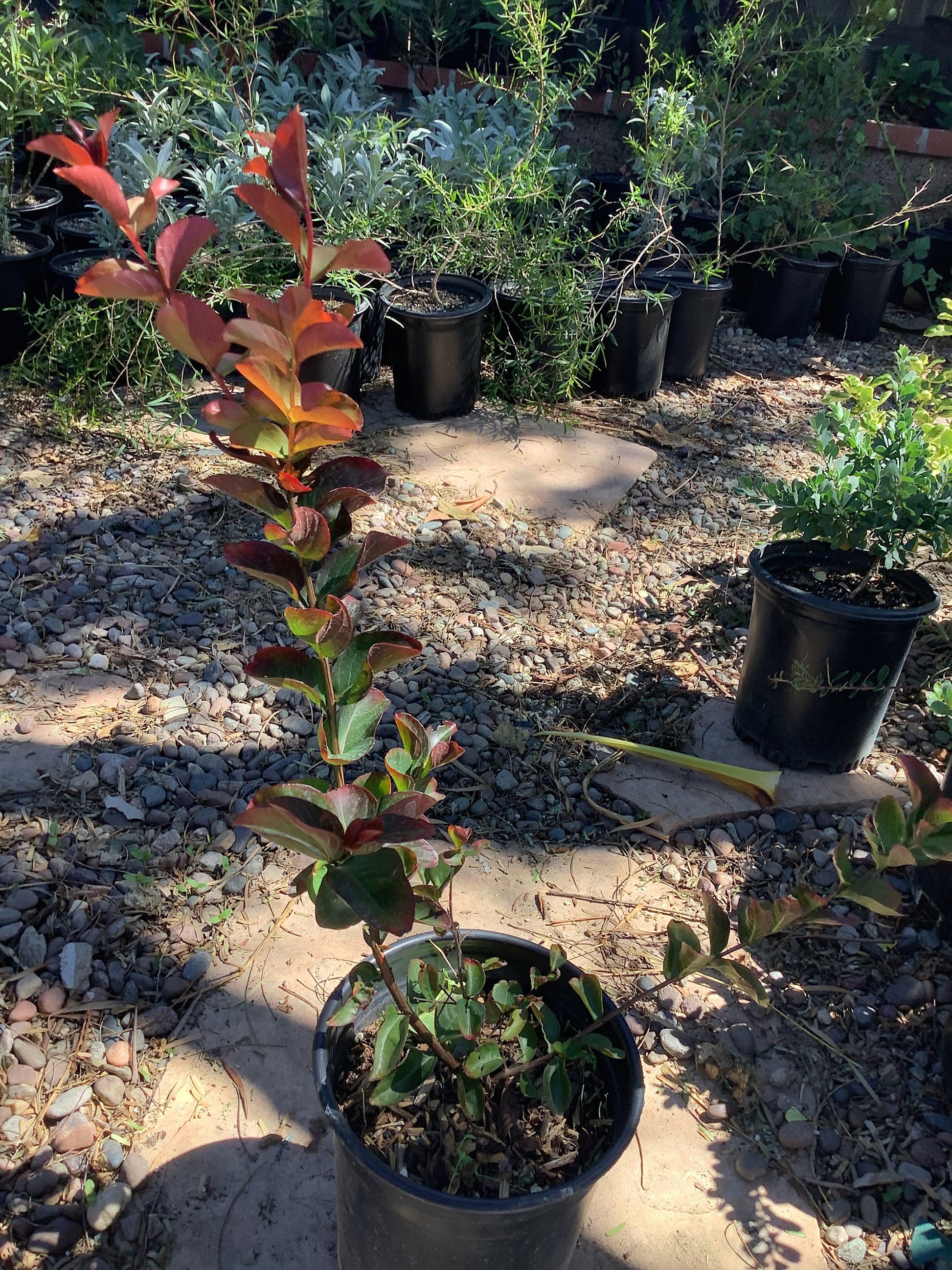 Red Crape Myrtle Lagerstroemia indica Healtny Harvesters