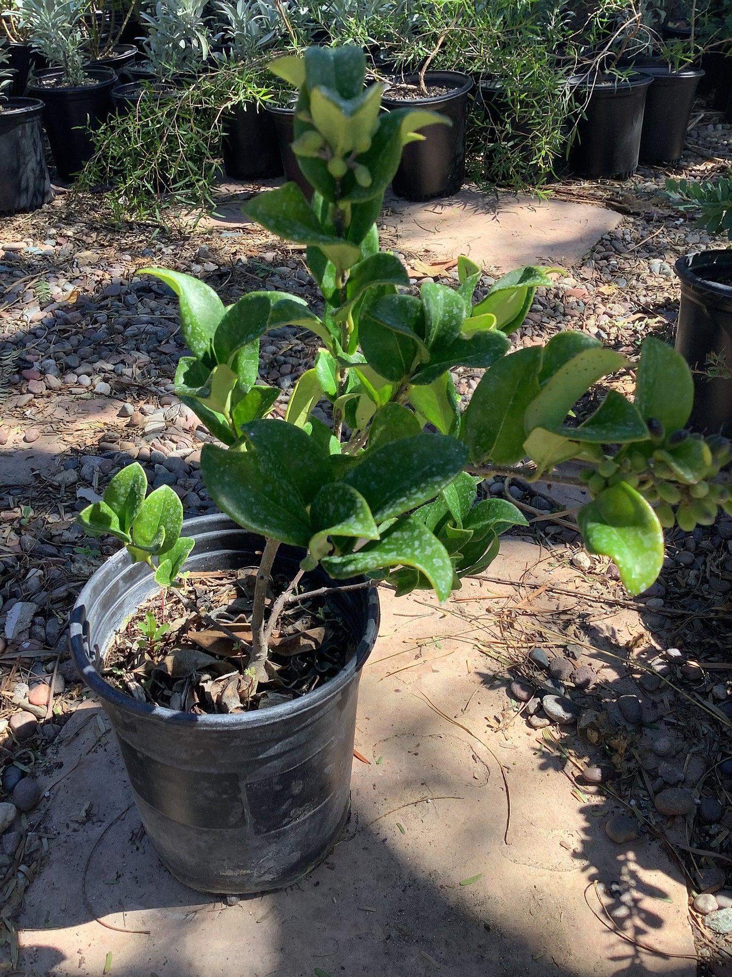Common Privet Ligustrum Japonicum Recurvifolium Evergreen