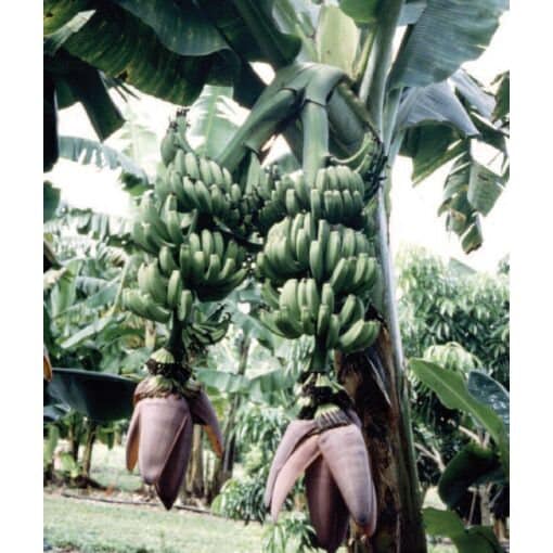 Banana Double Mahoi Musa hybrid Plant