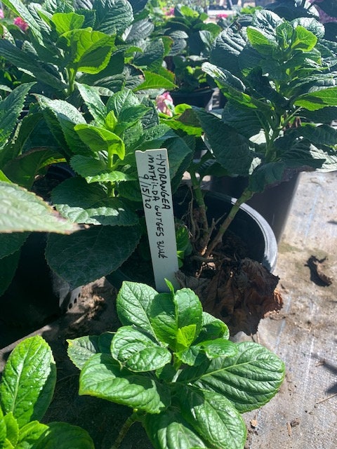 Mathilda Gutges’ Big Leaf hydrangea Hydrangea macrophylla Mathilda Gutges Plant Large 5 Gallon Size
