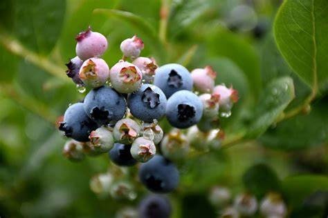 Top Hat Blueberry Plant Healthy Harvesters