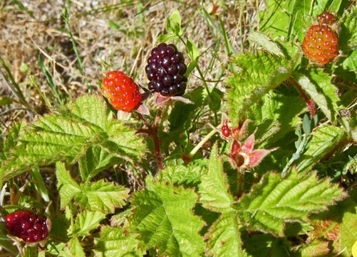 California Blackberry Plant
