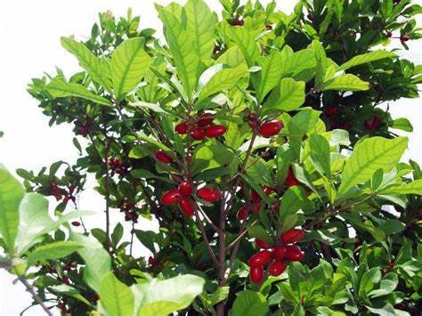 1 Miracle Berry Plant