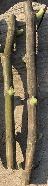 2 Adriatic Fig Tree Cuttings Healthy Harvesters