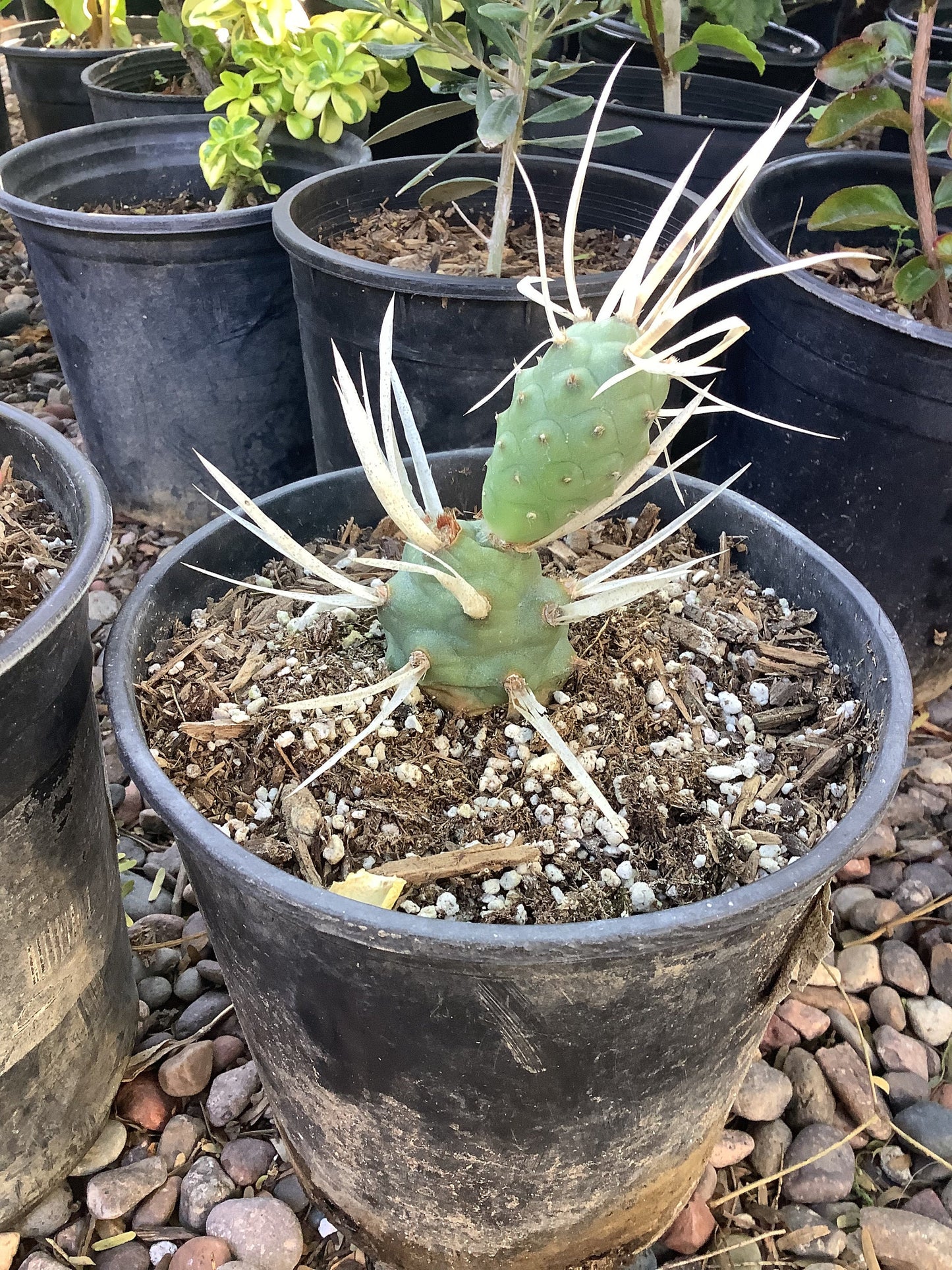 Tephrocactus articulatus var. papyracanthus - Paper Spine Cactus Healtny Harvesters