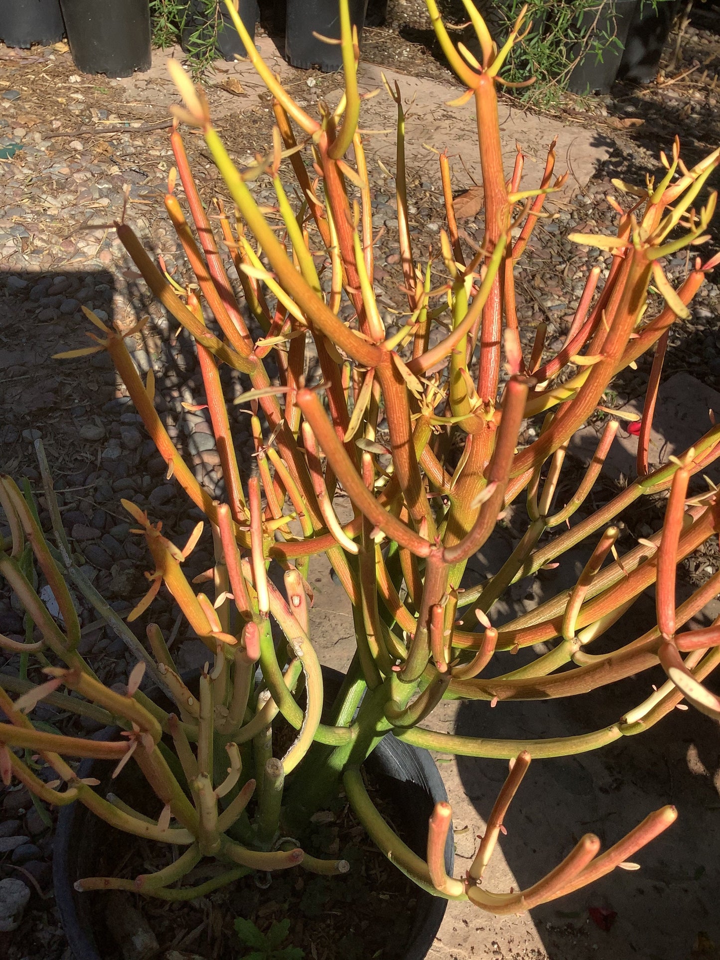 1  Sticks on Fire Firesticks Pencil Cactus Euphorbia tirucalli Plant One Gallon Size